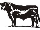  Bull Cow 4 C U 1 Decal