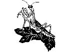  Insects Praying Mantis 1 4 4 V A 1 Decal