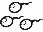  Sperm Trio Decal
