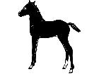  Arabian Foal 1 3 4 V A 1 Decal
