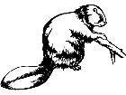  Beaver 1 3 8 V A 1 Decal