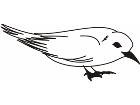  Birds Misc 1 7 6 Decal