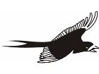  Birds Misc 1 7 9 Decal