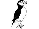  Birds Atlantic Puffin T G P A 1 Decal