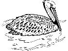  Birds Brown Pelican T G P A 1 Decal