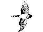 Birds Canadian Goose T G P A 1 Decal