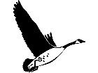  Birds Canadian Goose P A 1 Decal