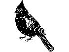  Birds Cardinal 1 2 9 V A 1 Decal