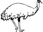  Birds Emu P A 1 Decal