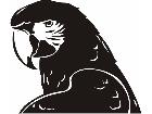  Birds Macaw P A 1 Decal