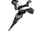  Birds Pheasant 1 2 9 V A 1 Decal