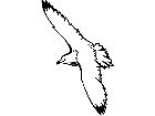  Birds Seagull P A 1 Decal