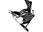  Birds Wren 1 2 9 V A 1 Decal