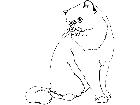  Cats Exotic Shorthair 1 3 1 V A 1 Decal