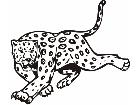  Cheetah Leopard Animal Wild 0 1 1a Decal
