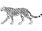  Cheetah 1 4 5 V A 1 Decal