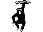  Chimpanzee Monkey 1 4 6 V A 1 Decal