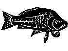  Common Carp Fish 1 4 1 V A 1 Decal