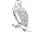  Condor Bird 1 7 8 Decal