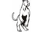  Cougar Animal Wild 0 1 2a Decal