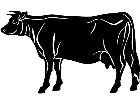  Cow 1 3 9 V A 1 Decal