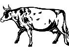  Cows Ayrshire 1 3 3 V A 1 Decal