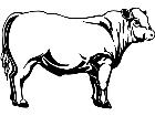  Cows Charlois 1 3 3 V A 1 Decal