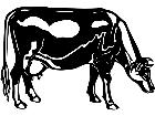  Cows Guernsey 1 3 3 V A 1 Decal