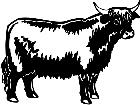  Cows Highland 1 3 3 V A 1 Decal