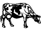  Cows Holstein 2 1 3 3 V A 1 Decal