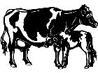  Cows Holstein 3 1 3 3 V A 1 Decal