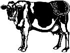  Cows Holstein 1 3 3 V A 1 Decal
