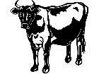  Cows Jersey 2 1 3 3 V A 1 Decal