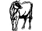  Cows Jersey 1 3 3 V A 1 Decal