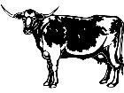  Cows Longhorn 2 1 3 3 V A 1 Decal