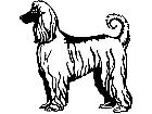  Dogs Afghan Hound 1 3 6 V A 1 Decal