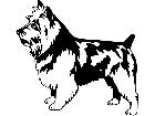  Dogs Australian Terrior 1 3 7 V A 1 Decal