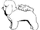  Dogs Bichon Frise 1 3 7 V A 1 Decal