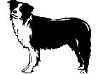  Dogs Border Collie P A 1 Decal