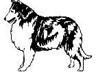  Dogs Collie 1 3 6 V A 1 Decal