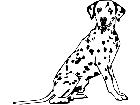  Dogs Dalmatian D R P A 1 Decal