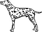  Dogs Dalmatian P A 1 Decal