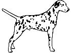  Dogs Dalmation 1 3 6 V A 1 Decal