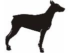  Dogs Doberman P A 1 Decal