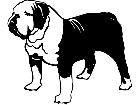  Dogs English Bulldog 1 3 6 V A 1 Decal
