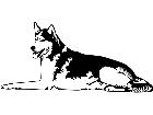  Dogs Husky 0 1 D R P A 1 Decal