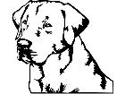  Dogs Labrador 0 1 D R P A 1 Decal