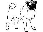  Dogs Pug 1 3 7 V A 1 Decal