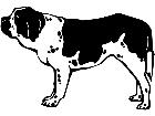  Dogs Saint Bernard P A 1 Decal