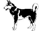  Dogs Siberian Husky 1 3 7 V A 1 Decal
